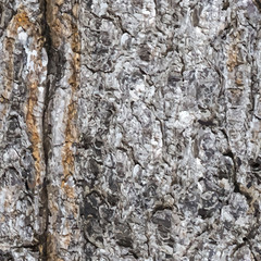 Seamless vector texture of a bark of a trunk of a spruce tree