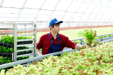 Young farmer with bunch of lettuce leaves picking them up from plantation during work