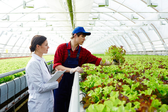 Young farmer and scientist standing by plantation and looking at fresh green lettuce leaves growing in glasshouse - Powered by Adobe