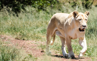 White Lioness hunting 