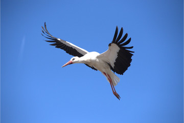 Weissstorch beim Fliegen