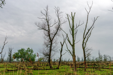 Obraz premium Fallen Trees in a Nature Reserve