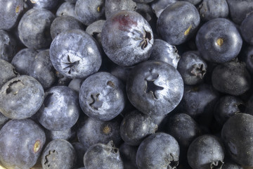 Blueberry closeup isolated on a white background, Ready to Eat, Vegan food.