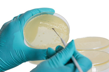 Close up photo of microbiologist hand cultivating a petri dish whit inoculation loops on isolated white background