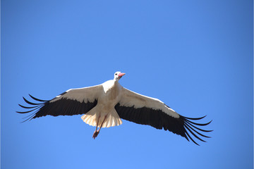 Weissstorch