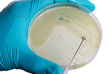 Fototapeta premium Close up photo of microbiologist hand cultivating a petri dish whit inoculation loops on isolated white background