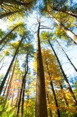 Fall Foliage in Blue Ridge Parkway