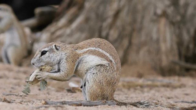 A ground squirrel (Xerus inaurus) feeding, Kalahari desert, South Africa