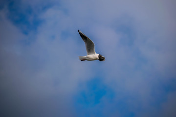 Une mouette
