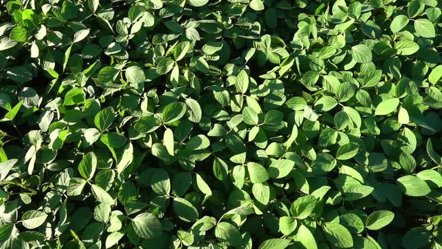Soybean leaves close up, top view.