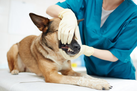 Gloved veterinarian trying to open jaws of german shepherd to check its tongue and throat