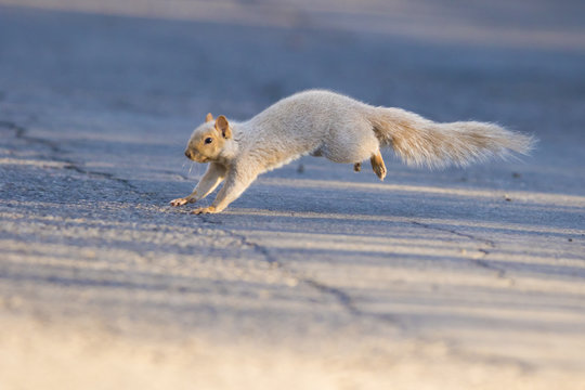 Squirrel Running Images – Browse 6,953 Stock Photos, Vectors, and Video |  Adobe Stock