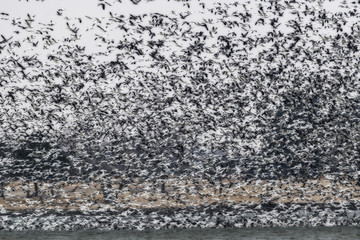 Large flock of snow geese on lake