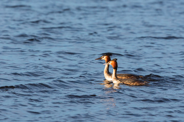 Pair of Great Crested Grebe swimming