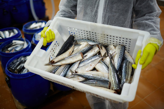 Worker Of Fish Processing Factory Carrying Plastic Box With Fresh Sardines