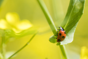 ladybird