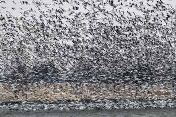 Large flock of snow geese on lake