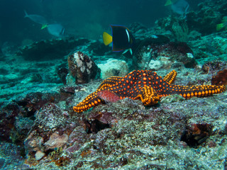 Panamic Cushion Star