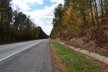 fall trees at roadside