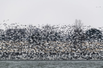 Large flock of snow geese on lake