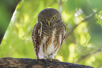 The Asian barred owlet (Glaucidium cuculoides) is a species of true owl, resident in northern parts of the Indian Subcontinent and parts of Southeast Asia.
