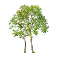 A tree shape and Tree branch on white background for isolate the background, A single tree on white background with clipping path.