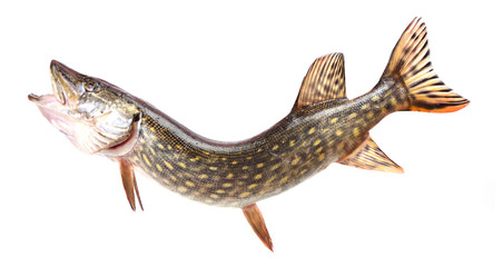 Fish pike