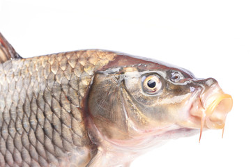 Fish carp
