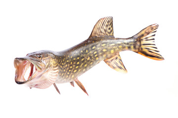 Fish pike