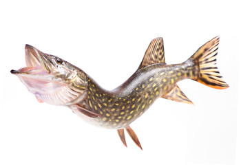 Fish pike