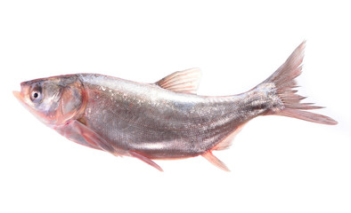 Silver carp