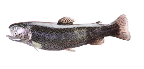 Fish trout