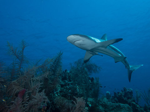 Black Tip Reef Shark