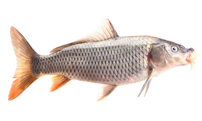 Fish carp