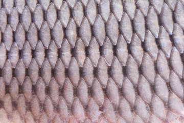Texture fish carp