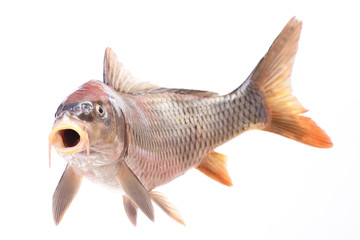 Obraz premium Fish carp