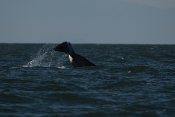 Fototapeta premium Orca Fluke
