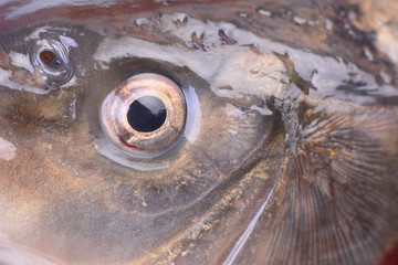 Fish carp