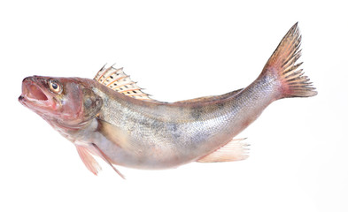 Fish perch
