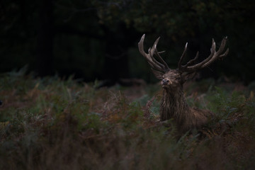 Fototapeta premium Red Deer