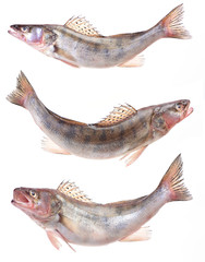 Fish perch
