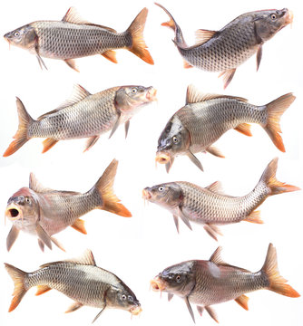 Fish carp collection