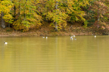 Geese playing in water