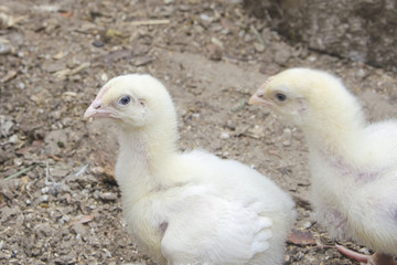Growing broiler chickens on a farm