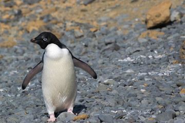 Adelie Penguin