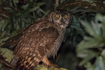 Spotted Eagle Owl