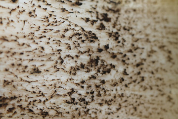 Mushroom stipe (macro) - background. Brown Birch Bolete (Leccinum scabrum, Boletus scaber)