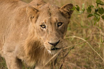 African Lion