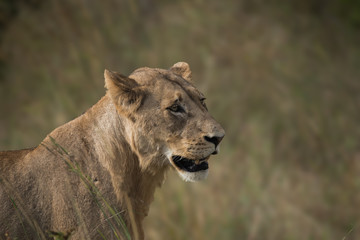 Young Male Lion