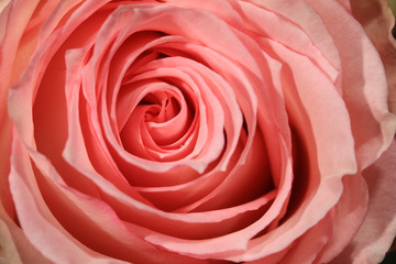 Detail of a wonderful pink Rose closeup